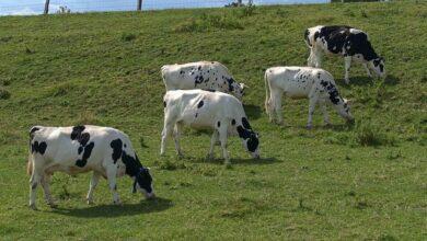 Factors Affecting the Productivity of Pasture in Nigeria