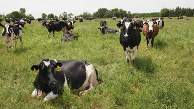 5 Problems Facing Livestock Farming In Nigeria