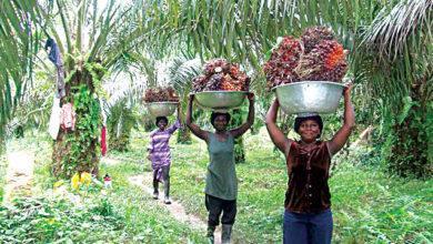 Economic Importance of Palm Oil in Nigeria