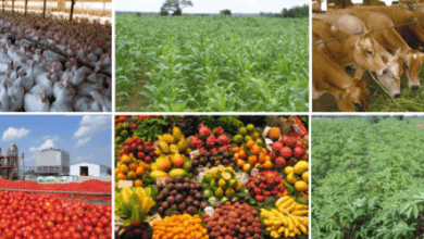 Best Agricultural Businesses in Nigeria