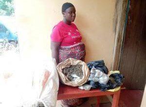 NDLEA apprehends pregnant woman, cripple in Edo with different illicit drugs