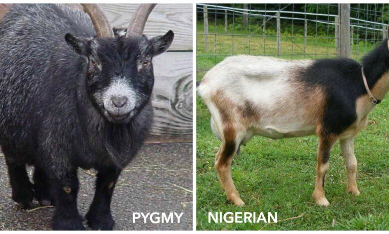 Difference between Nigerian Dwarf and Pygmy Goats