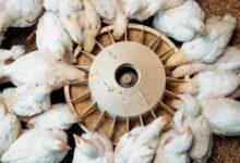 15 Best Feed for Broilers in Nigeria