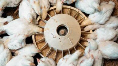 Top 15 Broiler Chick Suppliers in Nigeria