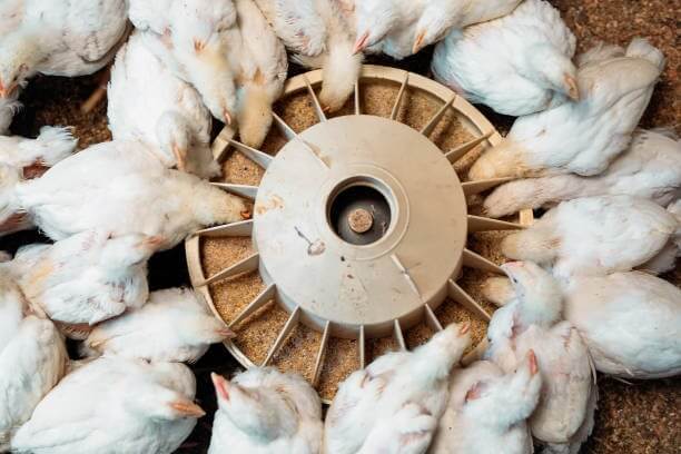 Top 15 Broiler Chick Suppliers in Nigeria