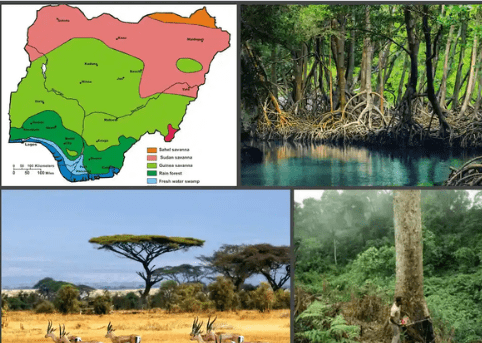 Influence of vegetation distribution in nigeria