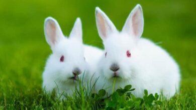 10 Importance Of Rabbit Keeping In Nigeria