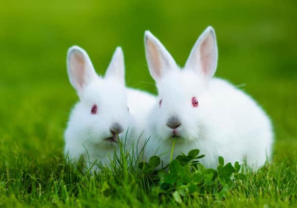 10 Importance Of Rabbit Keeping In Nigeria