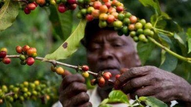 Where is Coffee Grown in Nigeria