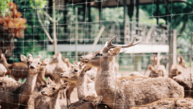 Top 15 Zoological Gardens in Nigeria