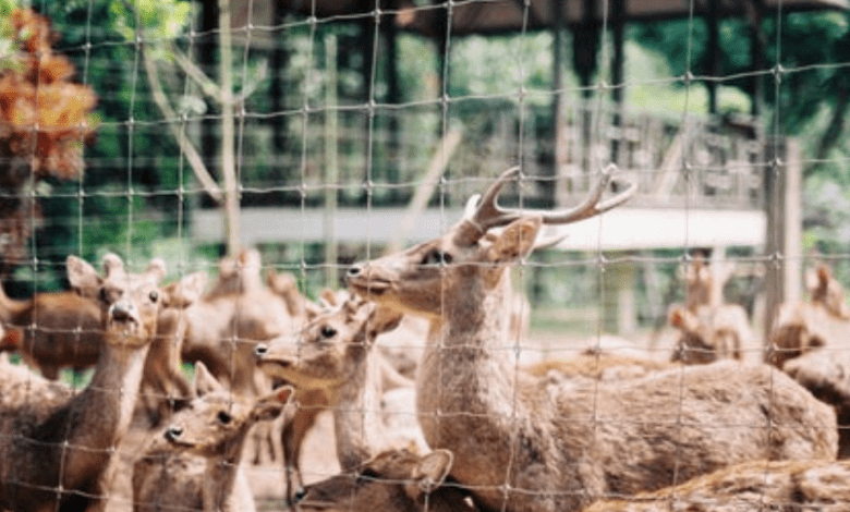 Top 15 Zoological Gardens in Nigeria