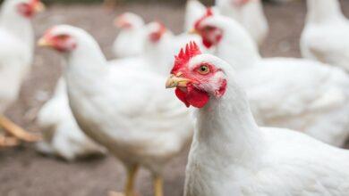 Top 15 Poultry Nutrition Products Nigeria