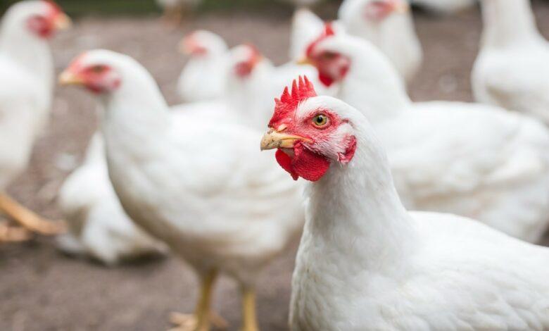 Top 15 Poultry Nutrition Products Nigeria
