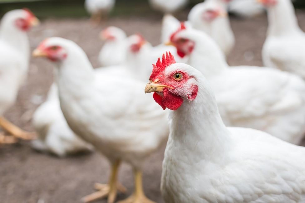 Best Poultry Farm in Nigeria