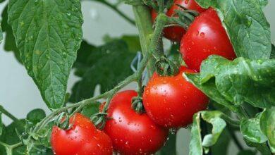 15 best tin tomatoes in Nigeria