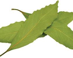 Bay leaf 