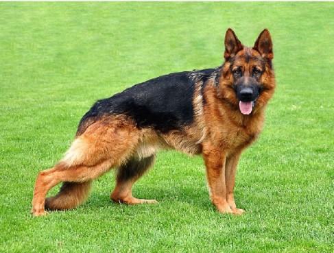 Top 15 Nigerian Security Dog Suppliers