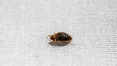 Effective DIY Methods for Bed Bug Control at Home in Nigeria