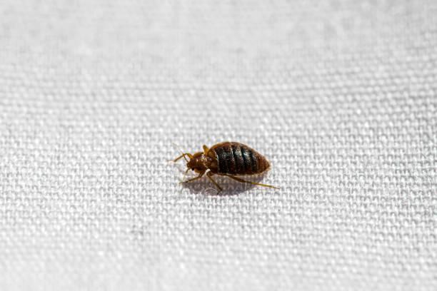 Effective DIY Methods for Bed Bug Control at Home in Nigeria
