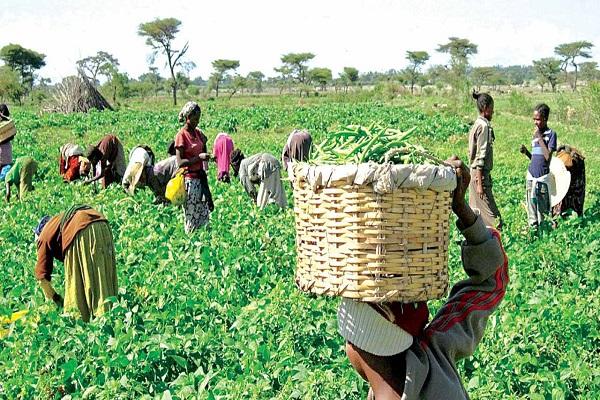 Nigerian Farmers Demand Security to make Food Available