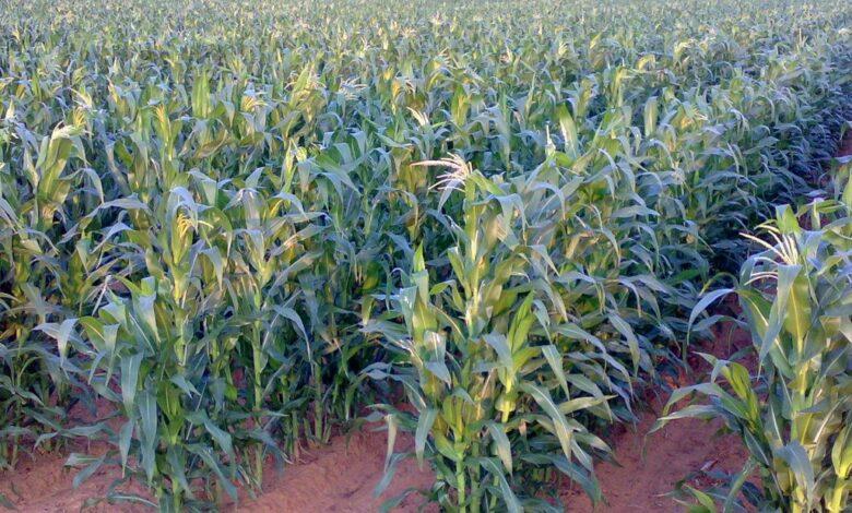 Hybrid Maize Seeds Ideal for Cultivation in Nigeria