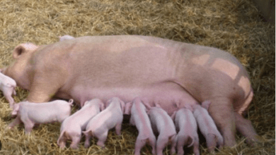 15 Best Pig Breeds for Adaptability to Nigerian Climate