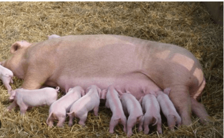 15 Best Pig Breeds for Adaptability to Nigerian Climate