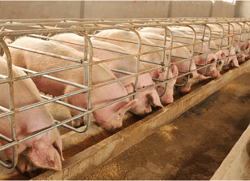15 Best Pig Breeds for Meat Production in Nigeria