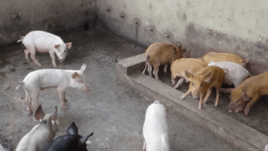 15 Best Pig Breeds for Small-scale Farming in Nigeria