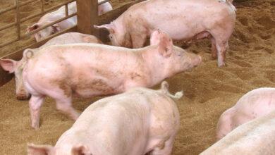 Popular Pig Breeds for Commercial Farming in Nigeria