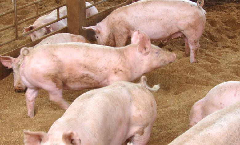 Popular Pig Breeds for Commercial Farming in Nigeria