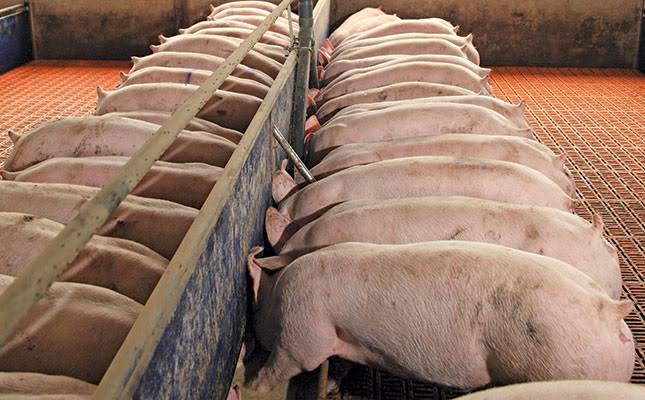 Top 15 Disease-resistant Pig Breeds in Nigeria