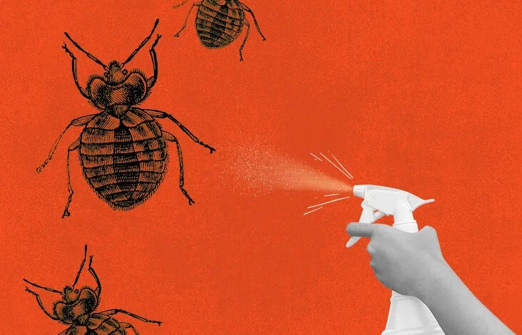 Top 15 Ways for Effective Bed Bugs Eradication