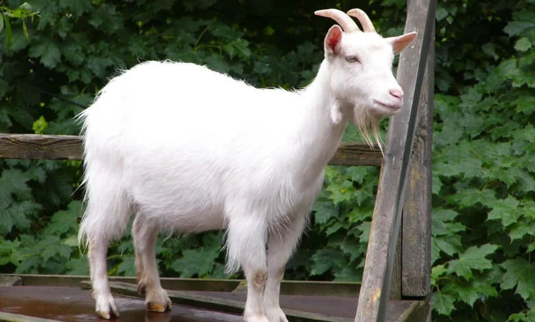 Ibadan man arraign for stealing neighbour’s N25,000 goat