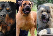 15 Best Guard Dog Breeds in Nigeria