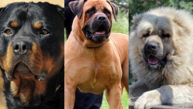 15 Best Guard Dog Breeds in Nigeria