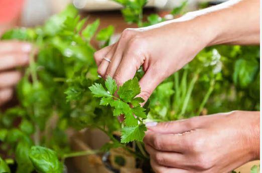 Top 15 Nutritional Benefits of Fresh Herbs for Health Conditions