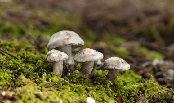 Top 15 Health Benefits of Mushrooms in Nigeria