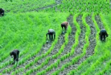 Top 15 Profitable Farming in Nigeria