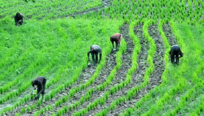 Top 15 Profitable Farming in Nigeria