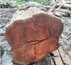 Top 15 Timber-Producing States in Nigeria