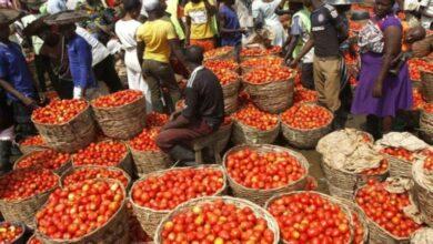Nigeria Sets To Stop Taxes On Tomatoes, Other Raw Food Items