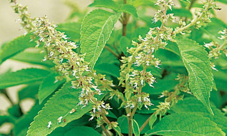 Top 15 Herbal Remedies in Nigerian Culture