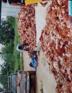 Over 25,000 Poultry Died As Flood Ravages Farm In Anambra