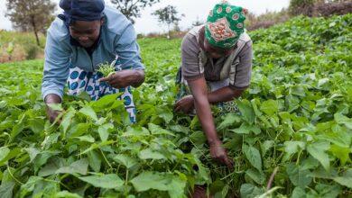 NGO Trains 100 Women Farmers on Climate-smart Agriculture in Ikorodu