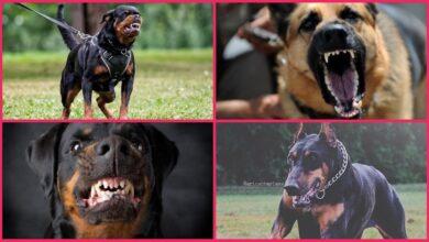 Top 10 Breed-specific Security Dogs in Nigeria