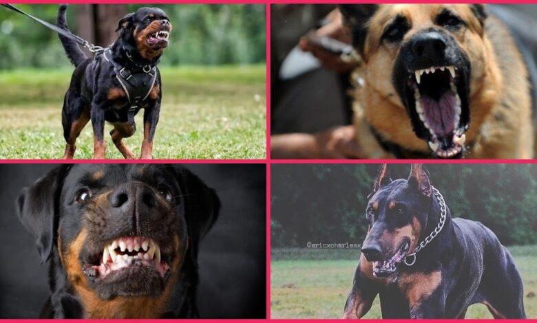 Top 10 Breed-specific Security Dogs in Nigeria