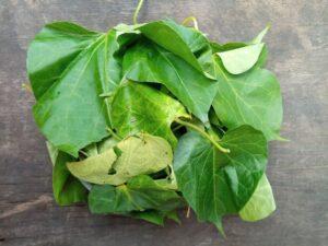 15 Amazing Health Benefits of Utazi (Gongronema Latifolium) Leaves