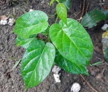 15 Amazing Health Benefits of Utazi (Gongronema Latifolium) Leaves