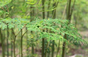Top 15 Traditional Nigerian Herbs and Health Benefits